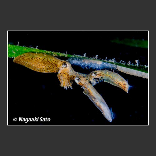 Japanese pygmy squid